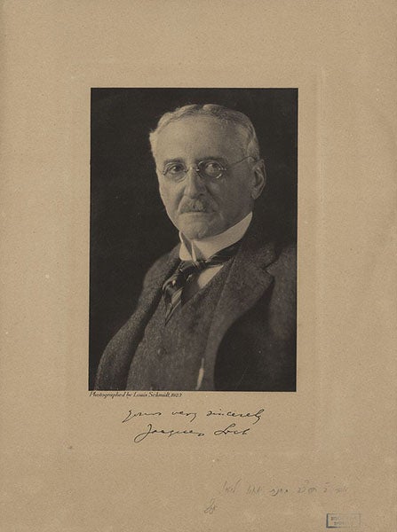 Portrait of an older Jacques Loeb, photograph, 1923 (Wikimedia commons)