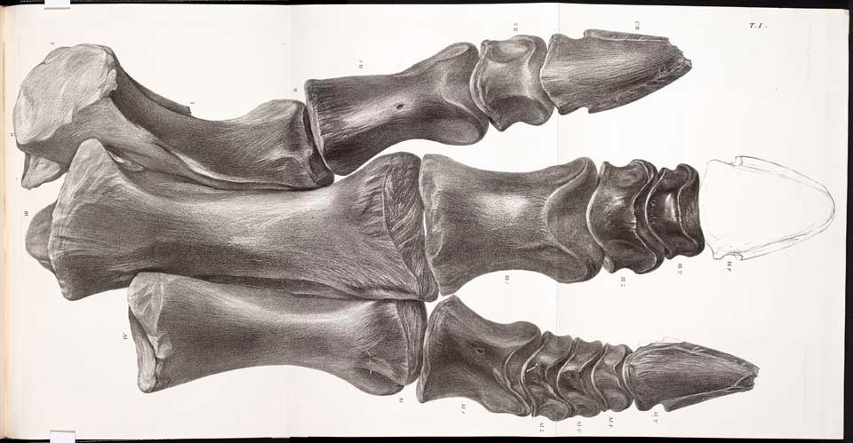 Natural size foot of a young Iguanodon, upper of front view. This work was on display in the original exhibition as item 12. Image source: Owen, Richard. Monograph on the Fossil Reptilia of the Wealden Formation. Part IV. London: Paleontographical Society, 1857. Series: Paleontographical Society Volumes, vol. 10 (1856), tab. 1.