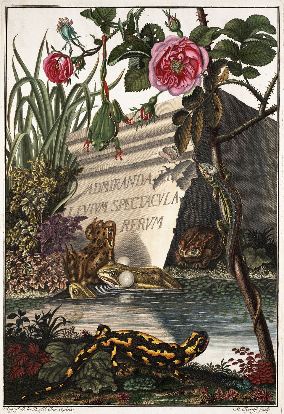 Amphibians. Image source: Rösel von Rosenhof, August Johann. Historia naturalis ranarum nostratium. Nuremberg: Typis Johannis Josephi Fleischmanni, 1758, frontispiece.