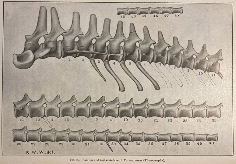 Sacrum and tail vertebrae of Varanosaurus, a Permian reptile, shaded pencil drawing by Samuel Wendell Williston, in his The Osteology of the Reptiles, ed. by William King Gregory, 1925 (Linda Hall Library)