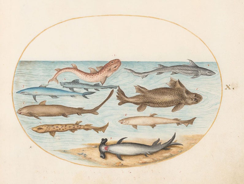 Nine sharks, watercolor and gouache on vellum, by Joris Hoefnagel, The Four Elements, Aqua volume, 1575-1600, National Gallery of Art, Washington (nga.gov)