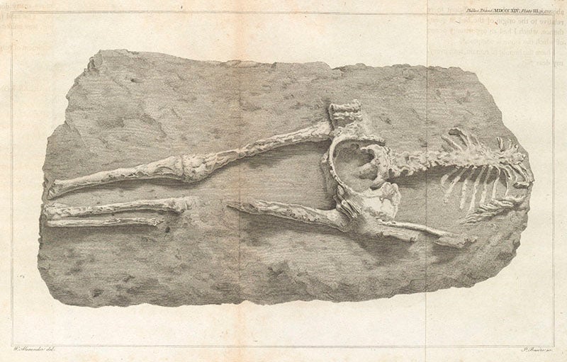 The Guadaloupe skeleton, found on the isle of Grande-Terre in Guadeloupe and given to the British Museum, engraved plate, from Charles Konig’s article in the <i>Philosohical Transactions</i> of the Royal Society of London,1814 (Linda Hall Library) 