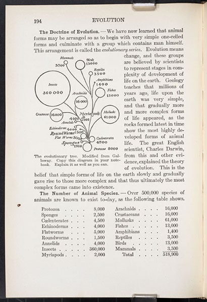 Page 194 of A Civic Biology, by George W. Hunter, with diagram of an evolutionary tree (see first image for detail), 1914 (Linda Hall Library)
