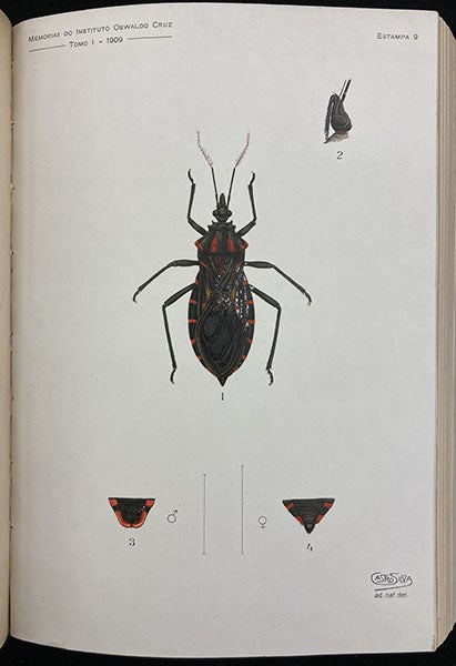 Benchuca bug, painting by Manuel de Castro Silva, Memorias do Instituto Oswaldo Cruz, vol. 1, plate 9, 1909 (Linda Hall Library)