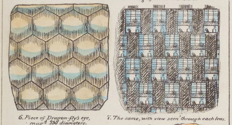 View of her room through the compound eye of a dragonfly, detail of hand-colored lithograph, Sketches with the Microscope: In a Letter to a Friend, by Mary Ward, plate 12, p. 36, 1857 (Linda Hall Library)