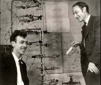 James D. Watson (left) and Francis Crick, posing with their model of DNA structure, photograph by Antony B. Brown, May 21, 1953 (npg.org.uk)