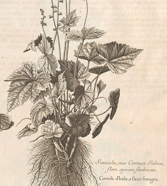 Detail of seventh image (Linda Hall Library)