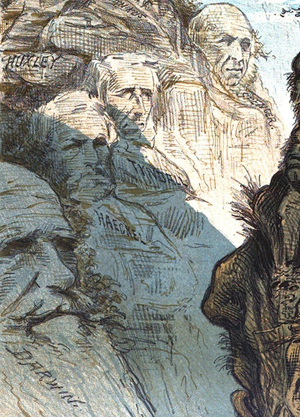 Charles Darwin, Ernst Haeckel, John Tyndall, detail of fourth image, Puck cartoon of June 3, 1885 (books.google.com)