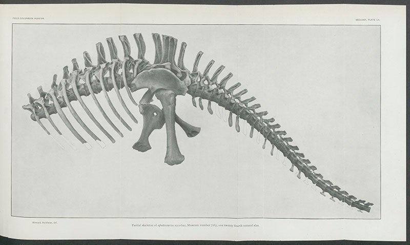 Drawing of part of the skeleton of Apatosaurus excelsus, found by Riggs and Menke, 1900, drawn by Howard Stebbens (sic for Stebbins?), from Field Columbian Museum, Publications, Geological series, vol. 2, 1903 (Linda Hall Library)