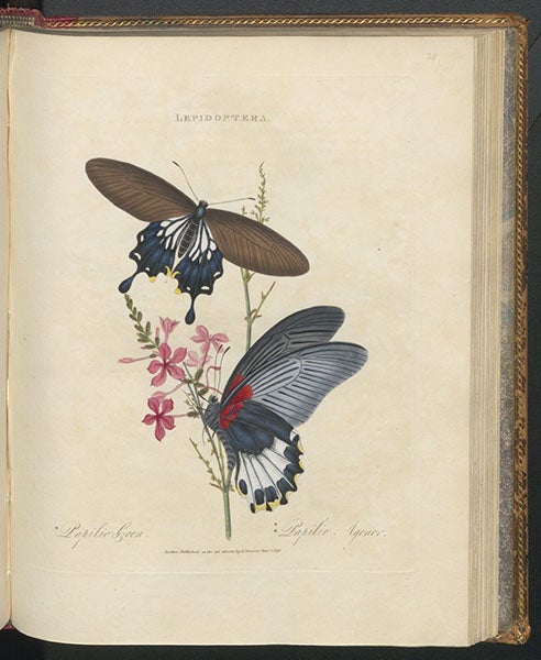 Papilio coon and Papilio agenor butterflies,  shown on Plumbago rosea,  rose-colored red-wort, hand-colored engraving in An Epitome of the Natural History of the Insects of China, by Edward Donovan, 1798 (Linda Hall Library)