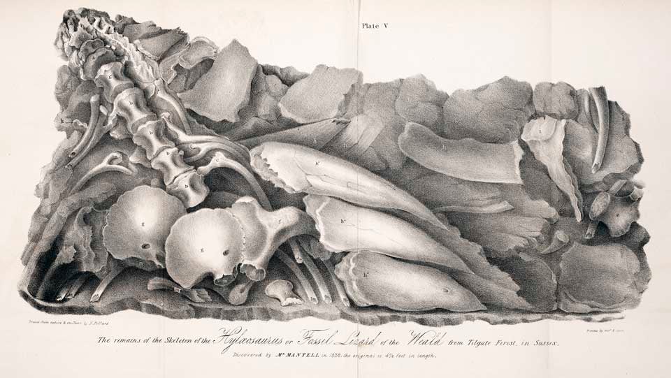 Remains of the Hylaeosaurus. This work is part of our History of Science Collection, but it was NOT included in the original exhibition. Image source: Mantell, Gideon. The Geology of the South-east of England. London, 1833, pl. 5.