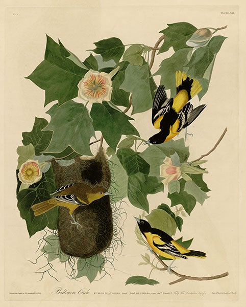 Baltimore Oriole, drawn by J.J. Audubon, engraved by R. Havell, Jr., plate 12 in Audubon’s Birds of America, 1827-38 (Wikimedia commons)