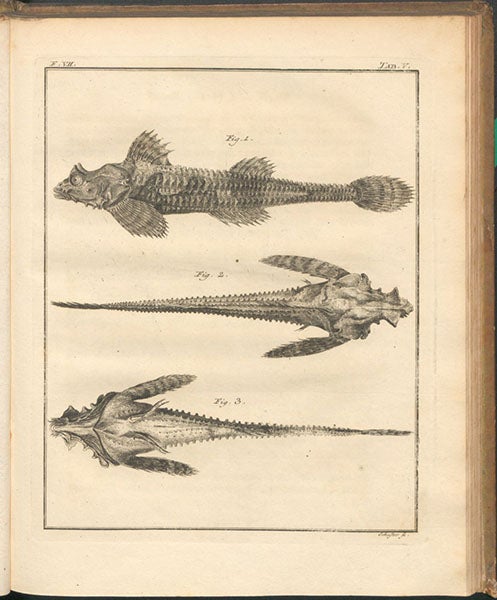 Cottus Iaponicus, now Percis japonica, the dragon poacher, engraving in Spicilegia zoologica, by Peter Simon Pallas, vol. 2, fasc. 7, plate 5, 1769 (Linda Hall Library)