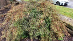 Japanese Maple summer