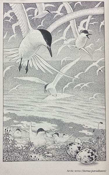 Arctic Terns, pen-and-ink stipple drawing by Sarah Landry, in Gadabouts and Stick-at-Homes: Wild Animals and their Habitats, by Lorus and Margery Milne, p. 22, 1980 (author’s copy)