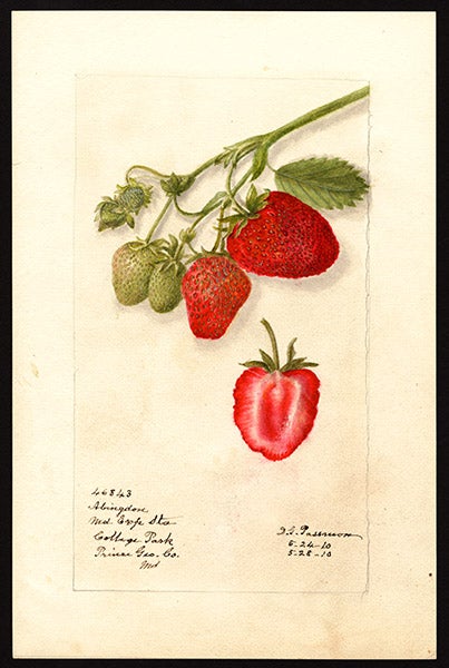 Abingdon strawberries from College Park, MD, watercolor by Deborah Passmore, 1910, Pomological Watercolor Collection, U.S. Department of Agriculture, National Agricultural Library (Wikimedia commons)
