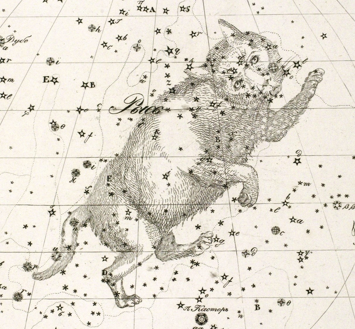 Lynx. Image source: Reĭssig, Kornelius. Sozvi︠e︡zdīi︠a︡ predstavlennyi︠a︡ na XXX tablit︠s︡akh. St. Petersburg: Tipografīi︠a︡ Kh. Gint︠s︡a, 1829, pl. 6.