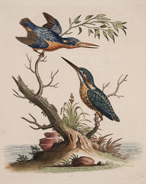 Little Indian kingfishers, hand-colored etching, A Natural History of Birds, by George Edwards, vol. 1, pl. 11, 1743, University of Wisconsin-Madison Libraries (search.library.wisc.edu