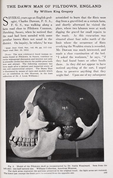 Model of the Piltdown skull, reconstructed by Smith Woodward. Image source: Gregory, William King. "The Dawn Man of Piltdown, England.” American Museum Journal, vol. 14, 1914, p. 189.
