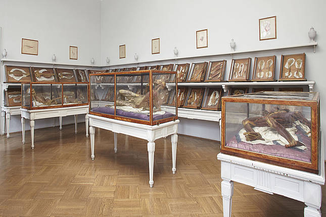 A room in the Josephinum with three wax models of complete human figures in the vitrines, and models of smaller groups of organs and muscles along the wall, all by Clemente Susini, ca 1780-86 (Josephinum, Medical University of Vienna)