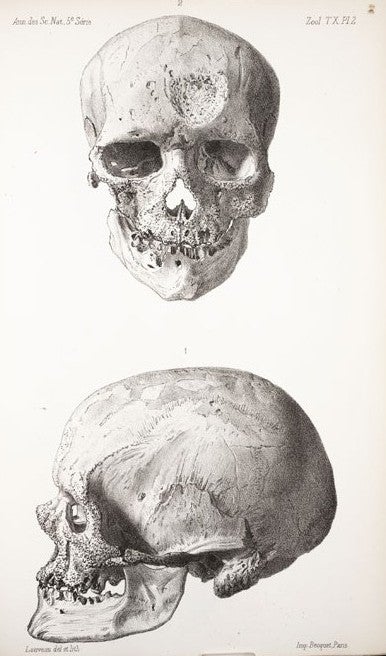 Skull of Cro-Magnon 1. Image source: Lartet, Louis. “Memoire sur une sepultre des anciens troglodytes de Perigord." Annales des sciences naturelles, 5th ser., Zoologie et Paleontologie, vol. 10, 1868, pl. 2. 