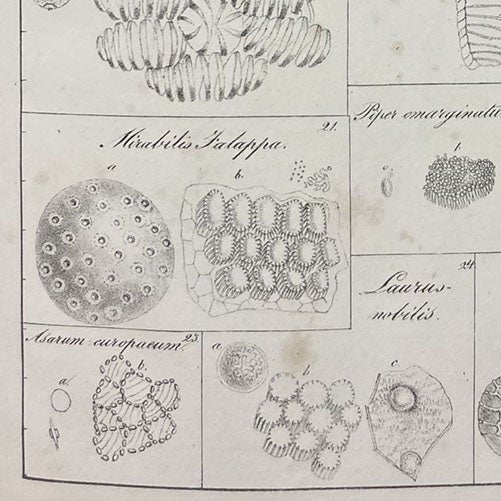 Pollen gains and anther fibers, detail of plate 5, lithograph in De cellulis antherarum fibrosis nec non de granorum pollinarium commentatio phytotomica, by Jan Evangelista Purkynĕ, 1830 (Linda Hall Library)