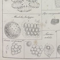 Pollen gains and anther fibers, detail of plate 5, lithograph in De cellulis antherarum fibrosis nec non de granorum pollinarium commentatio phytotomica, by Jan Evangelista Purkynĕ, 1830 (Linda Hall Library)