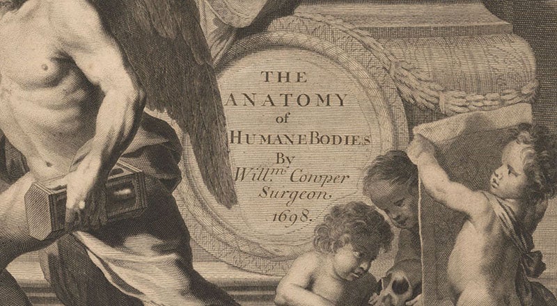 Detail of engraved title page (sixth image), showing new title slip pasted over the title of Govard Bidloo’s Anatomia of 1685, in Anatomy of Humane Bodies, by Willam Cowper, 1698, National Library of Medicine (collections.nlm.nih.gov)