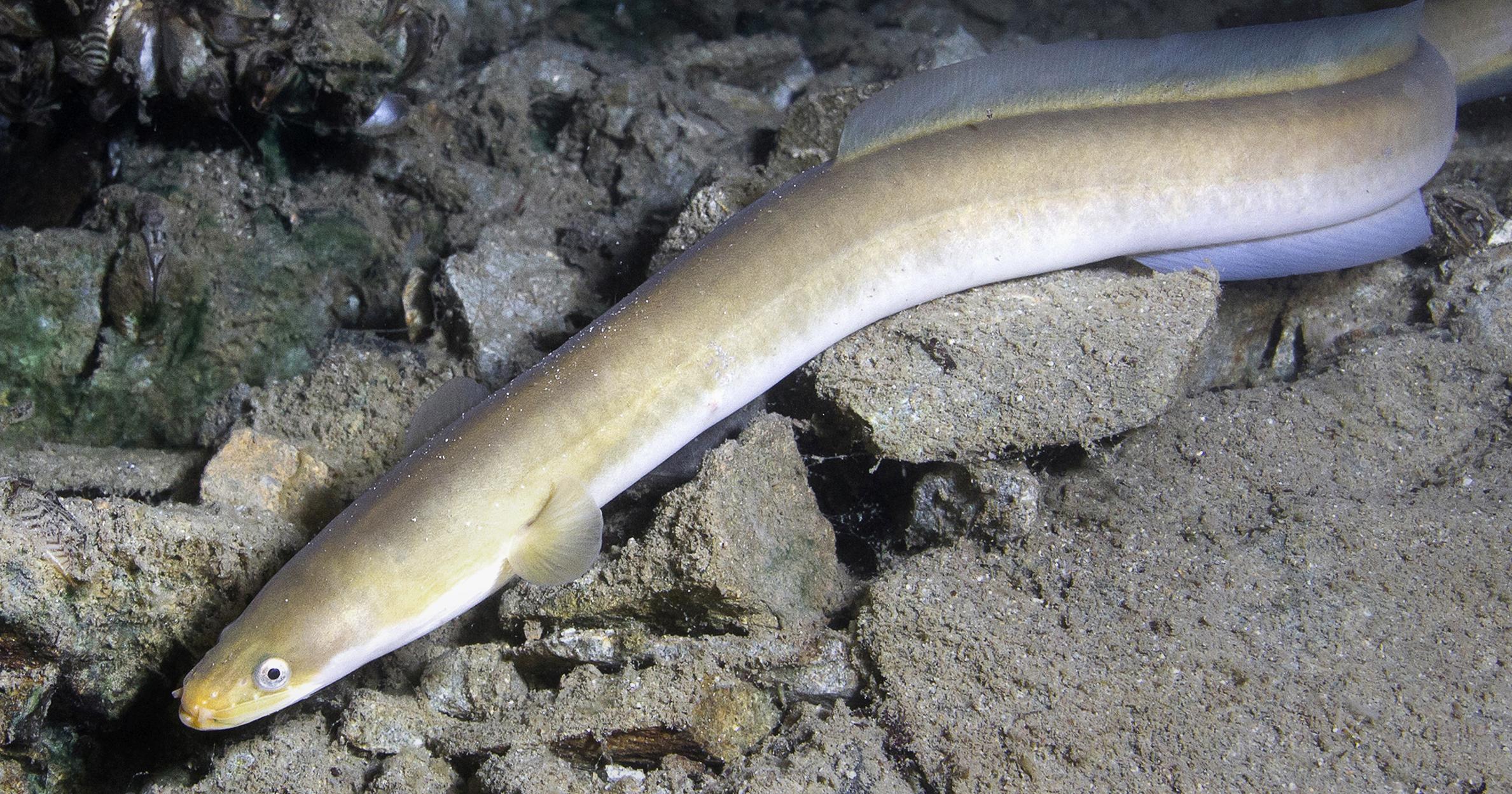 Stock photo of eel slithering on ocean floor
