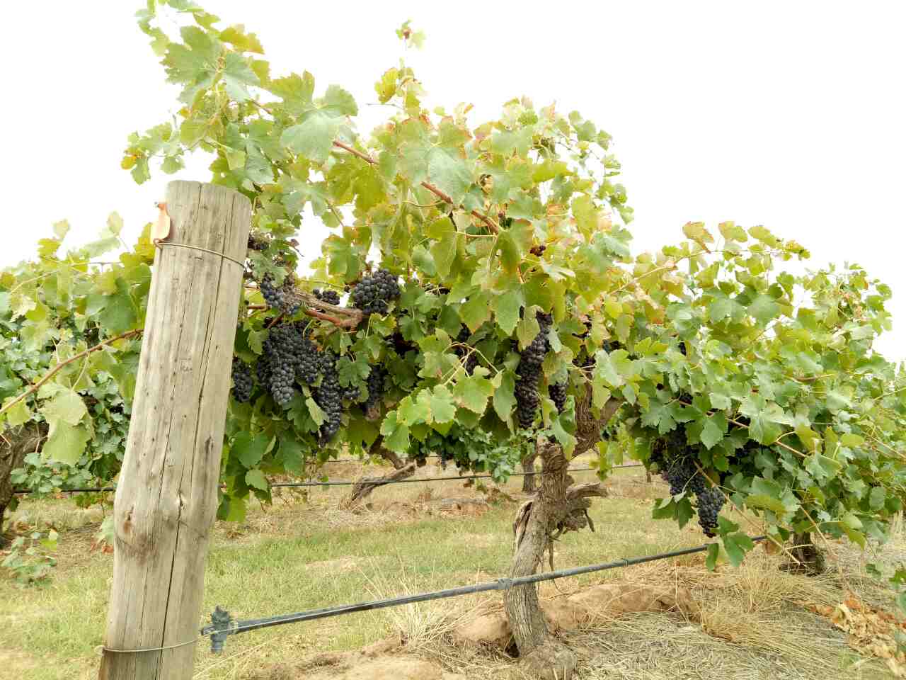 Grape vines.jpg