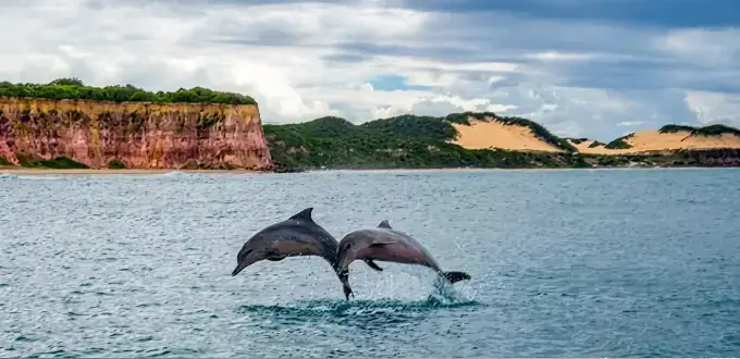 Delfines nadando junto a las aguas cristalinas de Baía dos Golfinhos, en Pipa, Brasil, rodeados de playas tropicales.