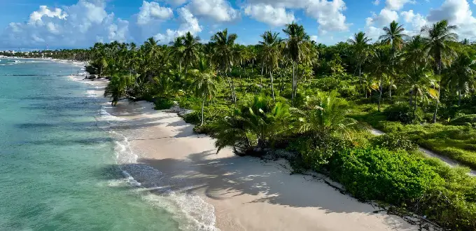 Playa paradisíaca de Punta Cana, República Dominicana, con arena blanca, aguas turquesas y abundantes palmeras tropicales.