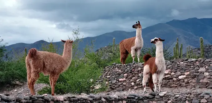 Llamas sobre muros de piedra, rodeadas de vegetación árida y cerros, en los Valles Calchaquíes de Tucumán, Argentina.