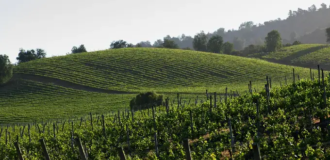 Viñedos en suaves colinas del Valle de Casablanca, Chile, con hileras verdes que dibujan el paisaje vitivinícola.