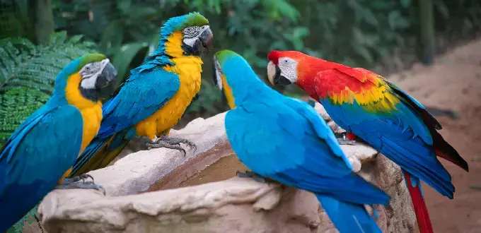 Parque das Aves en Foz de Iguazú, Brasil, con coloridos guacamayos rodeados de naturaleza tropical.