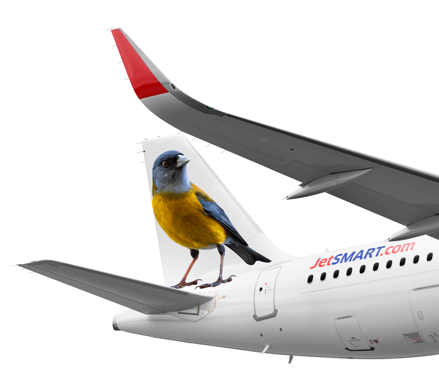 COMETOCINO PATAGÓNICO