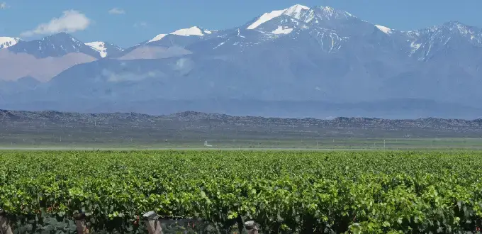 Viñedos de Luján de Cuyo con cordillera de los Andes nevada al fondo, paisaje de Mendoza, Argentina