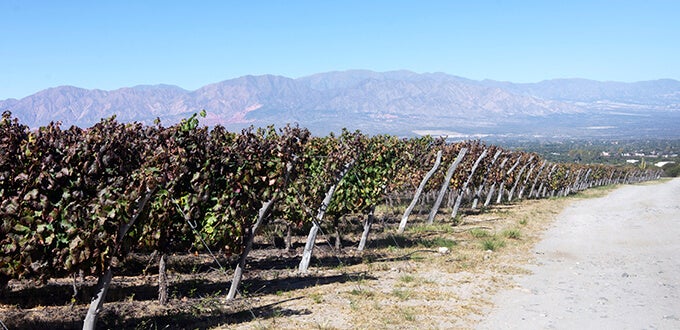 Hileras de viñedos en Salta junto a un camino rural, con montañas andinas al fondo y cielo despejado destacando el paisaje vitivinícola.