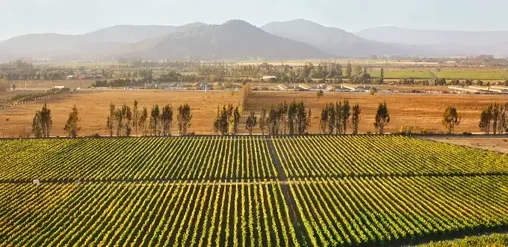Viñedos del Valle de Casablanca, Chile, con hileras verdes entre campos dorados y la cordillera al fondo.
