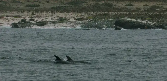 Delfines nadando frente a la costa de Punta Choros, cerca de La Serena, en aguas del norte de Chile.