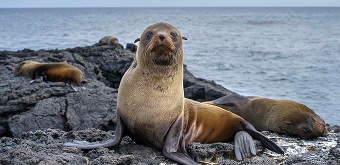 Lobos marinos descansan sobre rocas en la costa de Antofagasta, Chile, fauna marina del Pacífico en hábitat natural.
