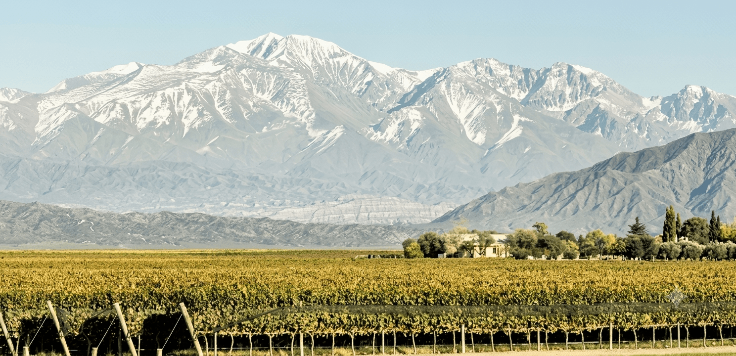 Viñedos de Luján de Cuyo con la cordillera de los Andes nevada, Mendoza, Argentina