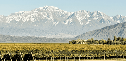 Viñedos de Luján de Cuyo con la cordillera de los Andes nevada, Mendoza, Argentina