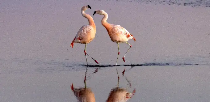Flamencos rosados caminando en laguna salina del desierto, fauna andina de San Pedro de Atacama, Región de Antofagasta, Chile.