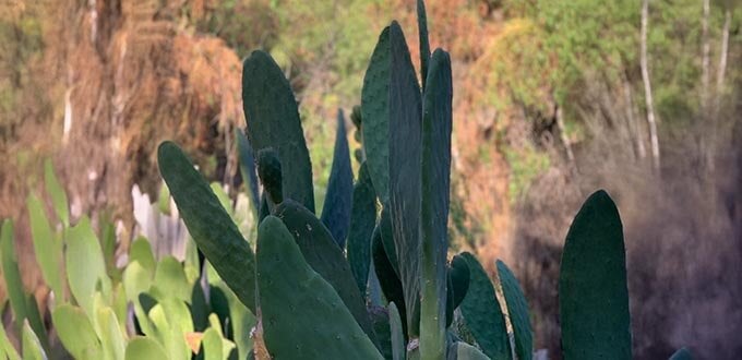 Cactus del Valle del Elqui entre cerros y vegetación semiárida, paisaje natural de la Región de Coquimbo, Chile.