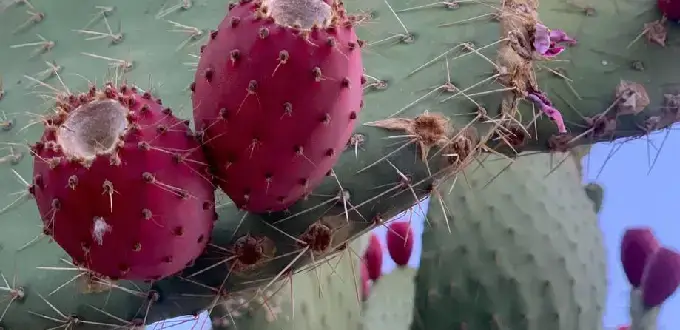Tunas maduras sobre cactus nopal, fruto típico del desierto del norte de Chile, zona de San Pedro de Atacama.