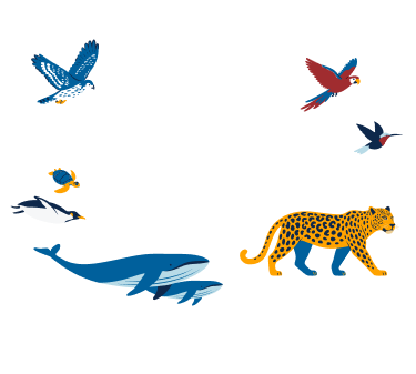 Animales decorativos