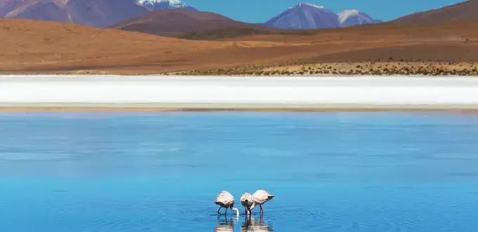 Flamencos en laguna del Salar de Atacama, con agua reflectante, salares y volcanes andinos en San Pedro de Atacama
