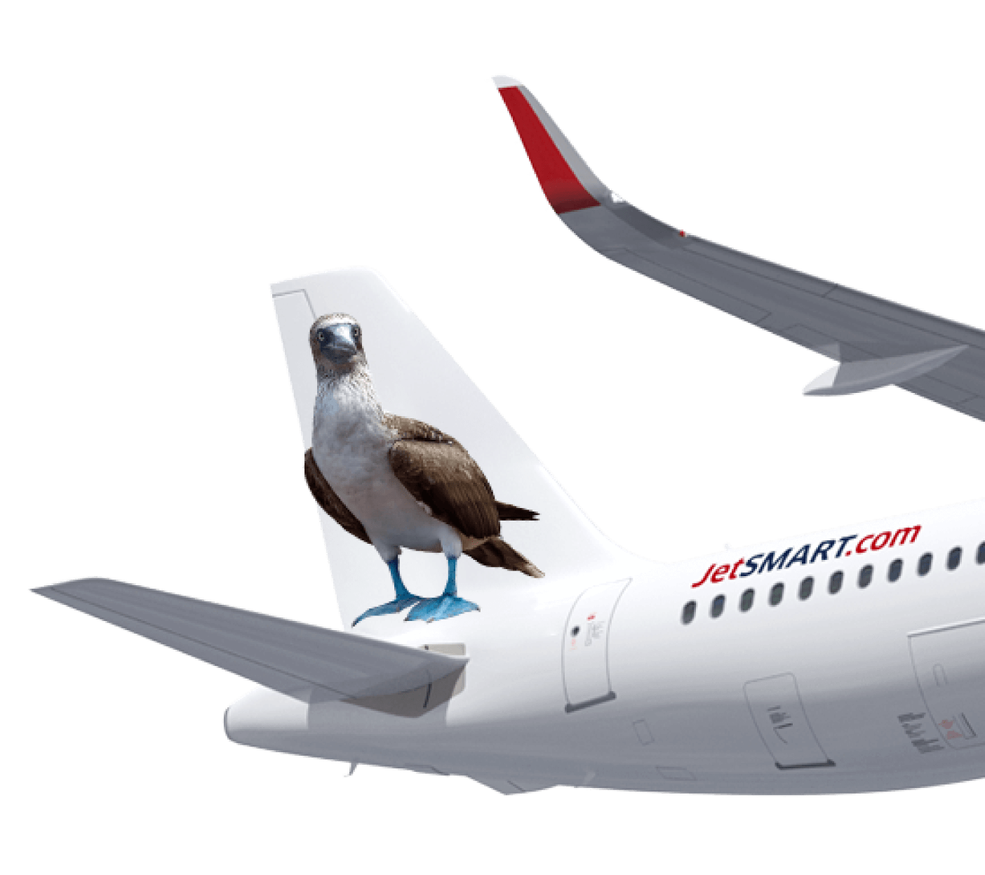 PIQUERO DE PATAS AZULES