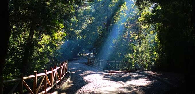 Sendero arbolado con barandas de madera y rayos de sol entre la vegetación, Parque Ecuador, Concepción, Chile.